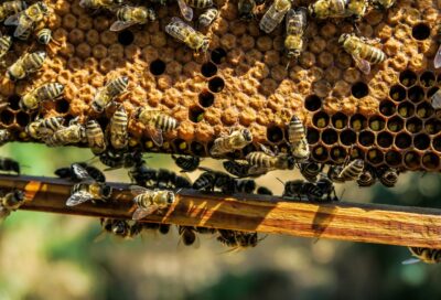 GAEC Honey wood