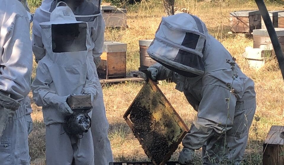 A fleurs d'abeilles