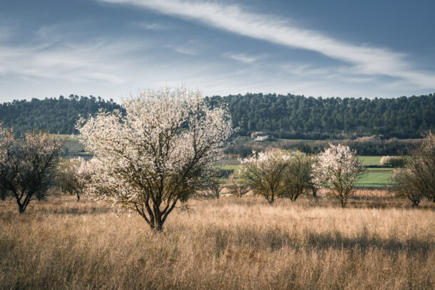 amandiers en fleurs luberon