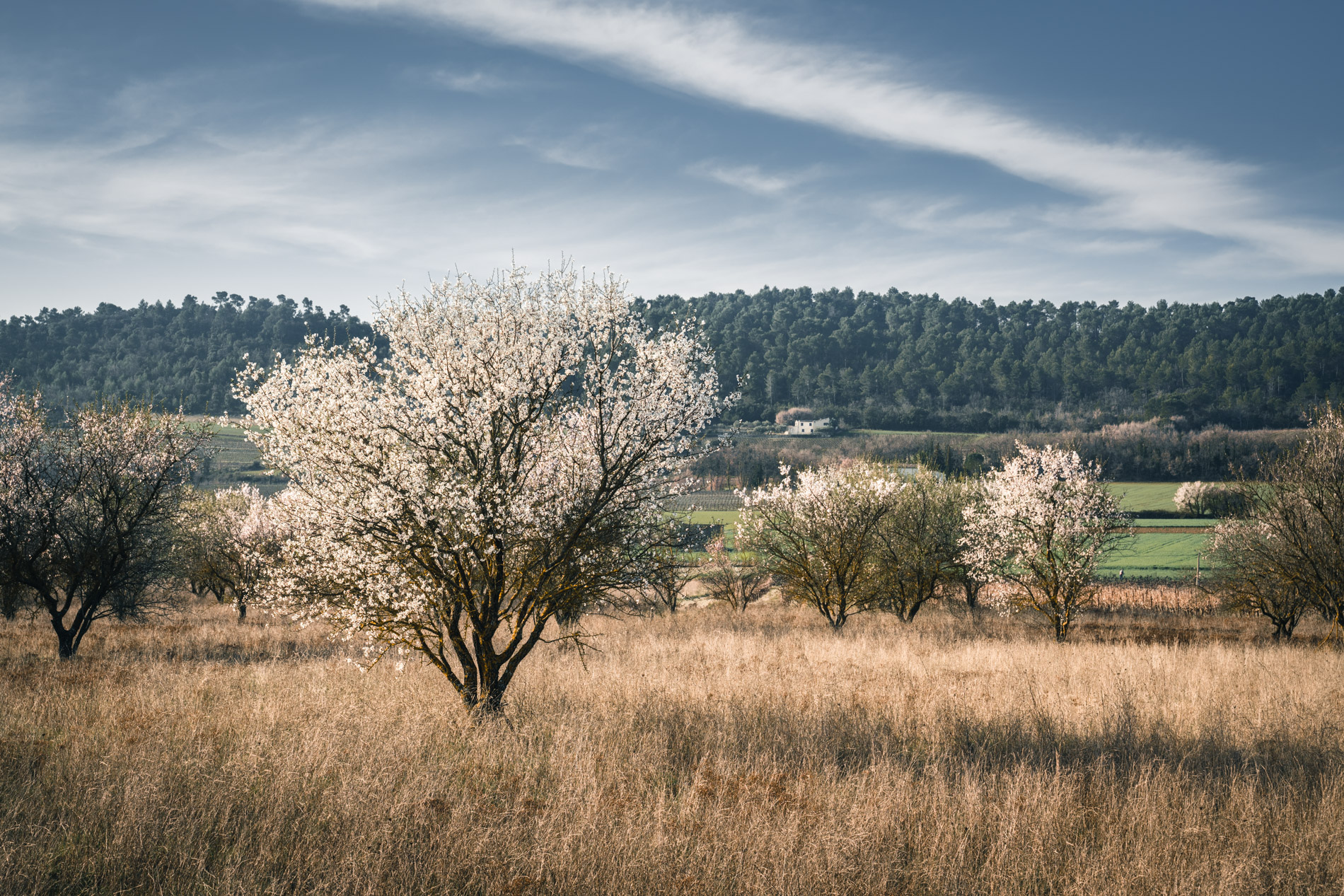 amandiers en fleurs luberon