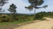 Foulée du Cèdre_Villelaure