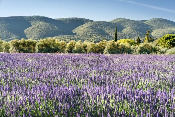 Champs de Lavande dans le Luberon, en Provence