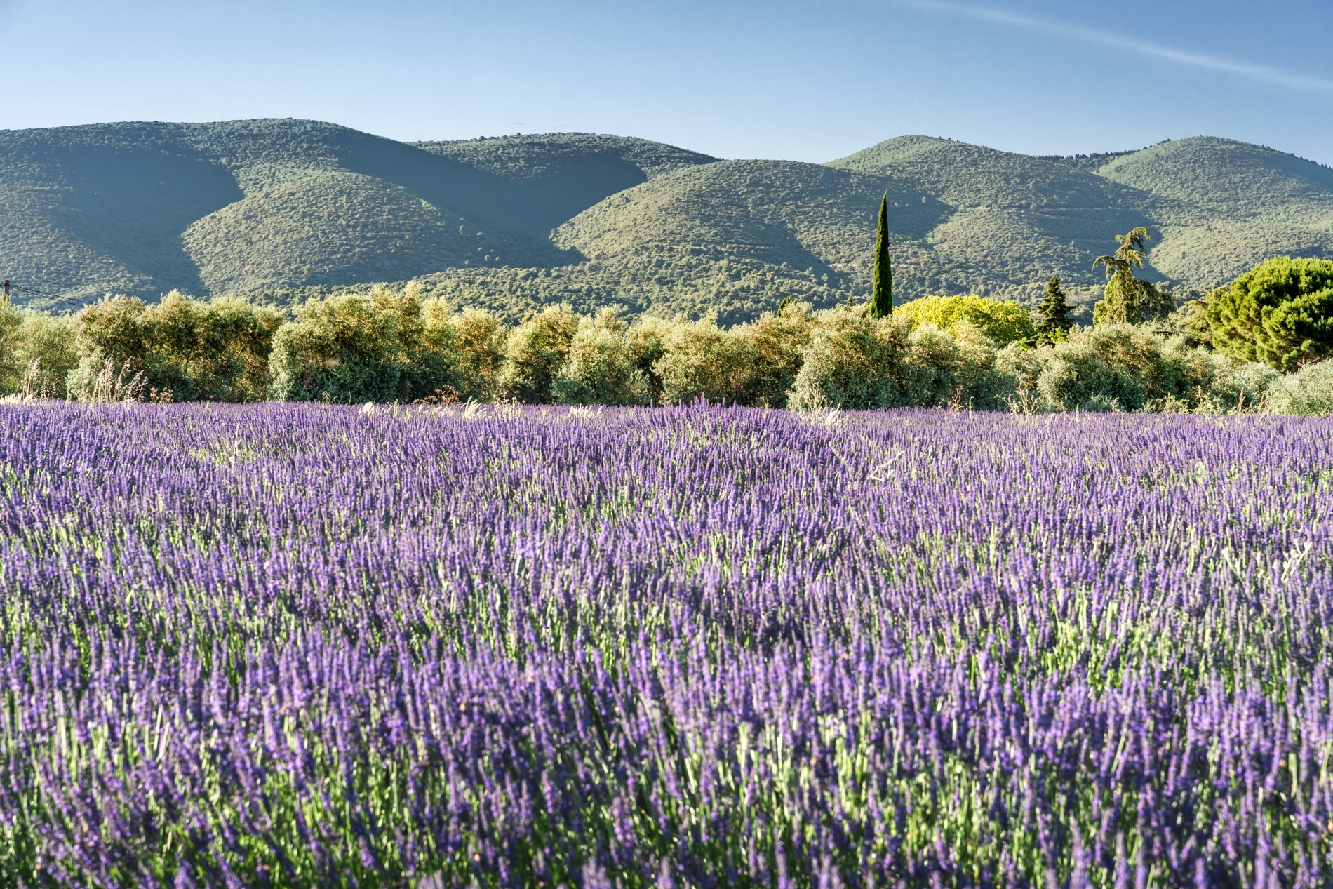 Champs de Lavande dans le Luberon, en Provence