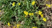 Balade à la découverte des plantes sauvages