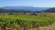 Balade à la découverte des plantes sauvages