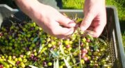 ANSOUIS – À vélo, entre terroirs et olives