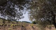 LOURMARIN- CADENET – D&rsquo;un château à l&rsquo;autre