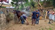 Fête de la Forge_Grambois