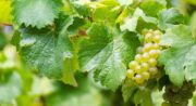 FETE DES VENDANGES ET DU TERROIR_La Tour-d'Aigues