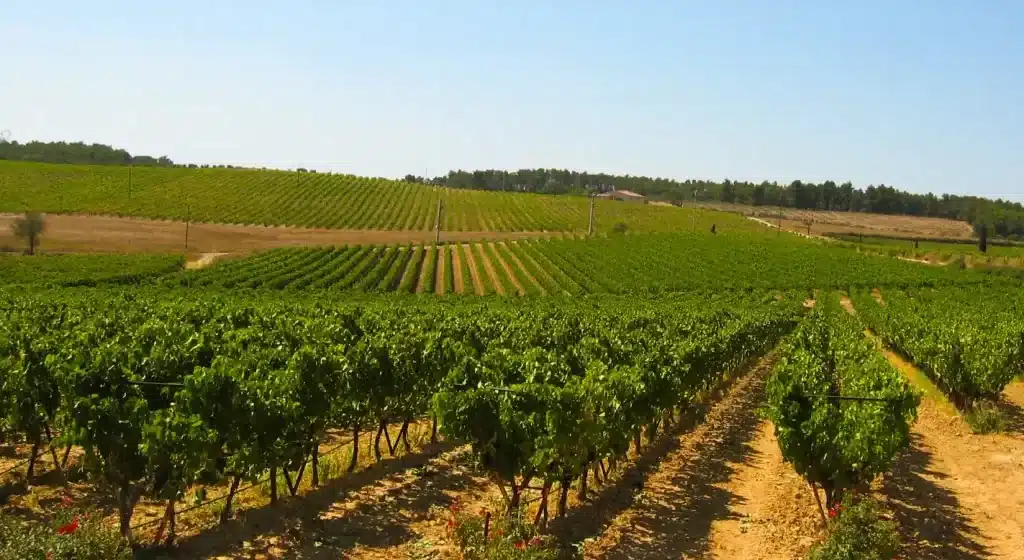 Domaine du Coffre_Pertuis