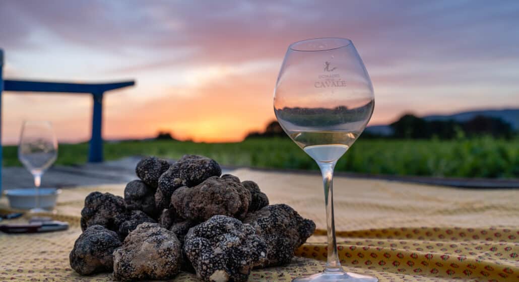 Démonstration de cavage : à la recherche de la reine des truffes : la mélanosporum_Villelaure