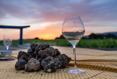 Démonstration de cavage : à la recherche de la reine des truffes : la mélanosporum_Villelaure