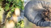 Démonstration de cavage : à la recherche de la truffe d'été_Villelaure