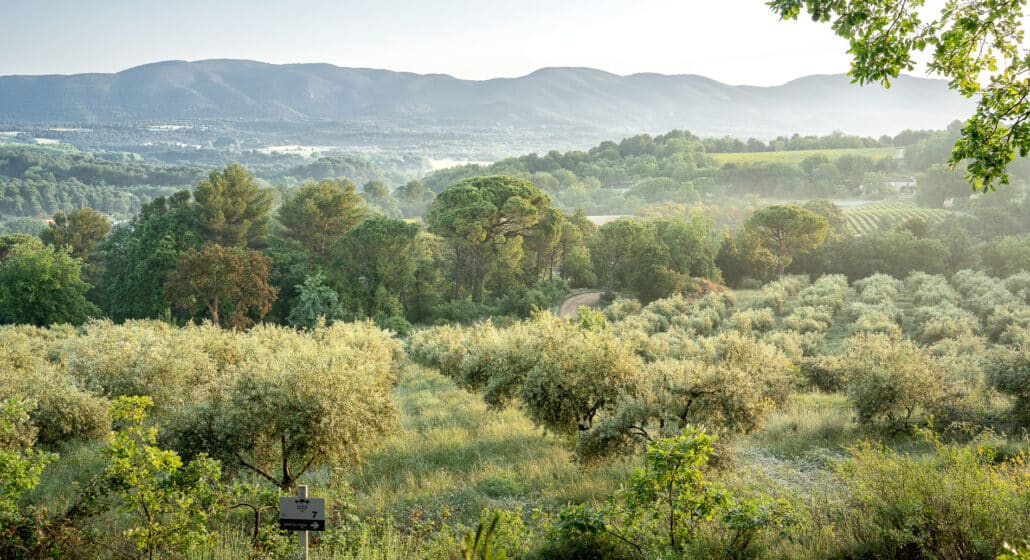 Pique-nique dans l'Oliveraie à La Bastide du Laval_Cadenet