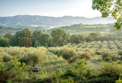 Pique-nique dans l’Oliveraie à La Bastide du Laval_Cadenet
