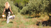 Pique-nique dans l'Oliveraie à La Bastide du Laval_Cadenet