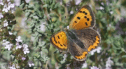 Savante Nature : Balade Nature sur les insectes à Cadenet_Cadenet