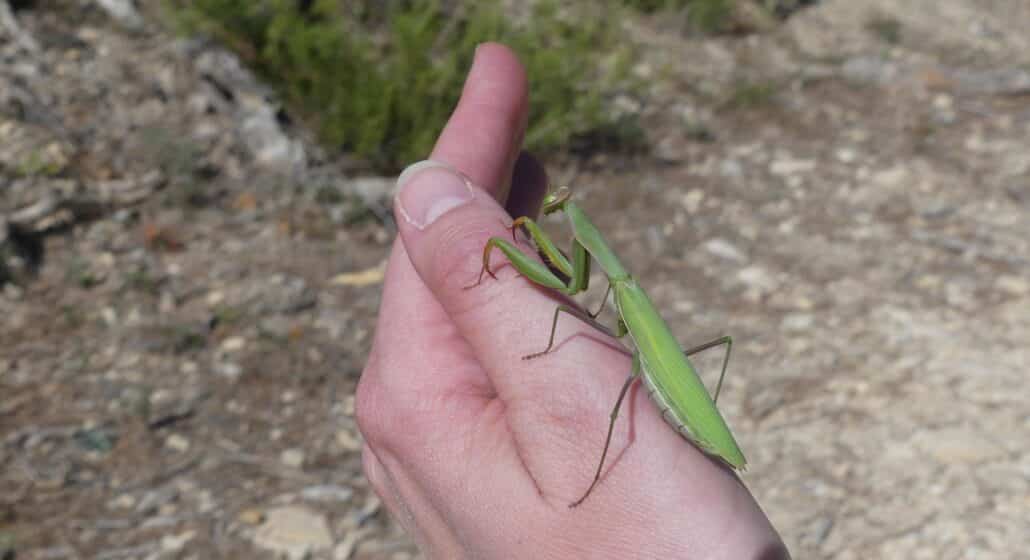 Savante Nature : Balade Nature sur les insectes à Cadenet_Cadenet