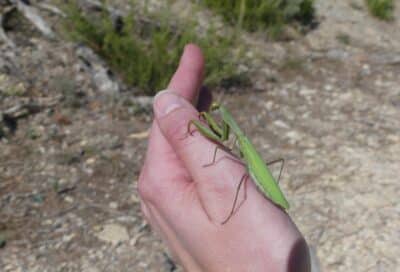 Savante Nature : Balade Nature sur les insectes à Cadenet_Cadenet