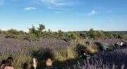 Picnic en Luberon – Au cœur des Lavandes