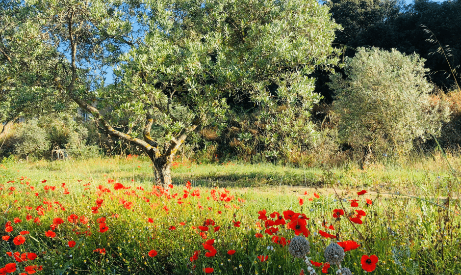Journée détente Printanière au Domaine St Victor_La Tour-d'Aigues