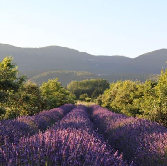 Massage aromatique au cœur des lavandes_Cucuron
