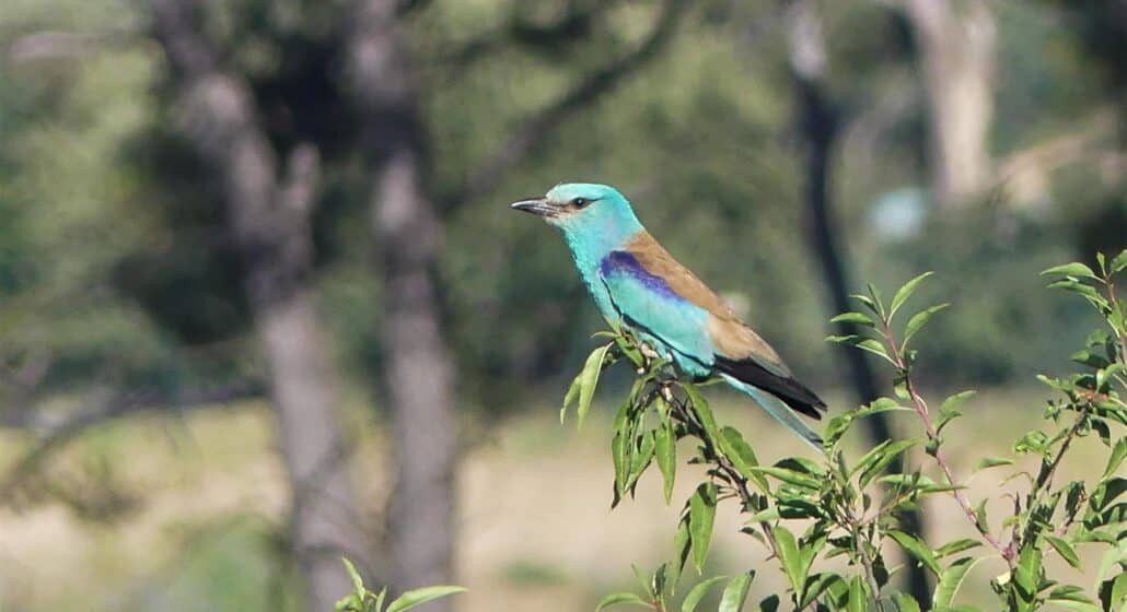 Sortie nature sur les oiseaux de la Durance à Cadenet_Cadenet