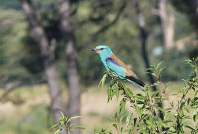 Sortie nature sur les oiseaux de la Durance à Cadenet_Cadenet