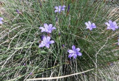 Sortie plantes sauvages comestibles à Grambois_Grambois